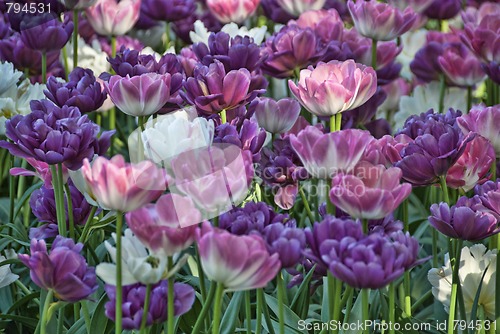 Image of Flowers in a Oslo Meadow, Norway, May 2009