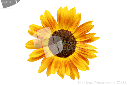 Image of sunflower rusted