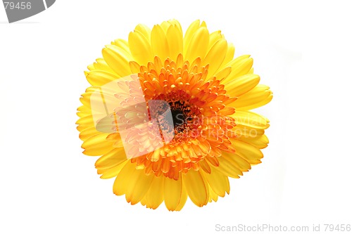 Image of gerbera isolated over white