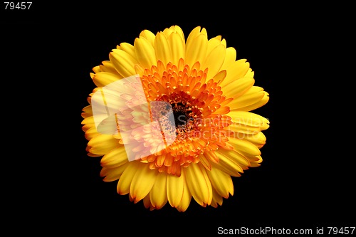 Image of yellow orange gerbera over black