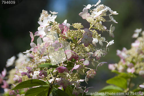 Image of Flowers of Toronto, Canada, August 2008