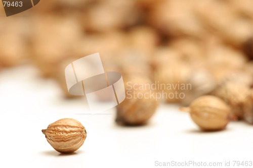 Image of coriander seed macro