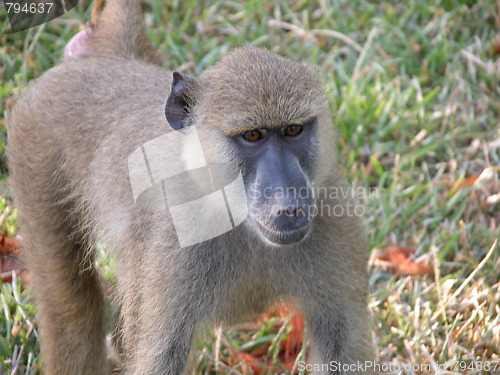 Image of Detail of Kenya, Africa during Spring 2005