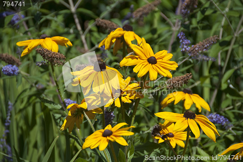 Image of Flowers of Toronto, Canada, August 2008