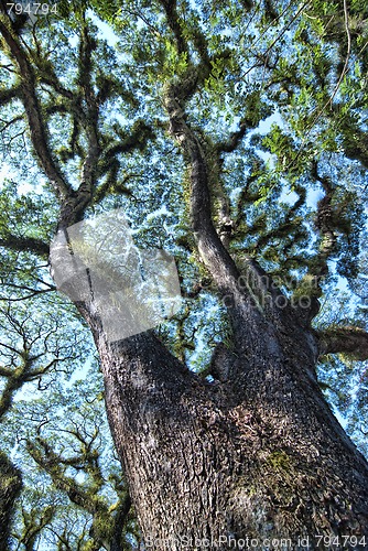 Image of Detail of Daintree National Park, Queensland, Australia