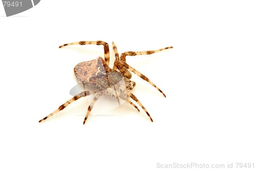 Image of spider over white