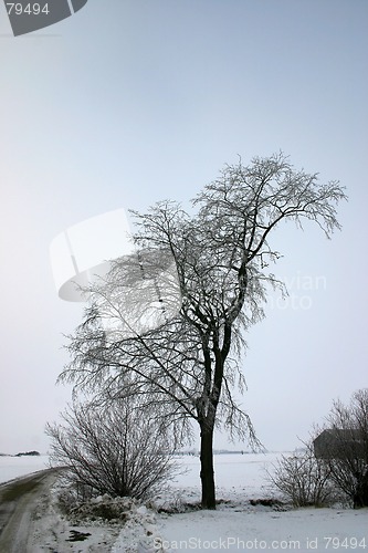 Image of winter tree