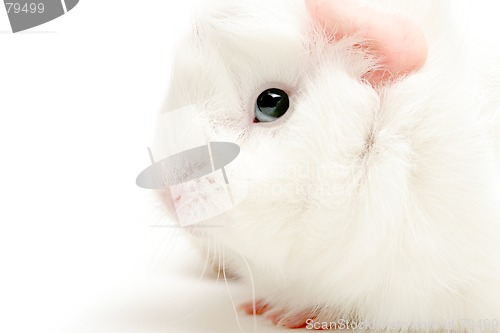Image of guinea pig highkey