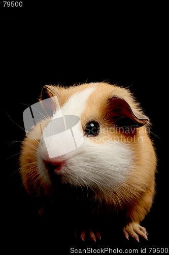 Image of guinea pig over black