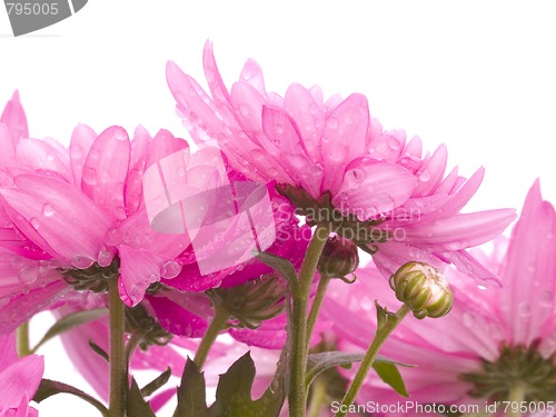 Image of Chrysanthemum