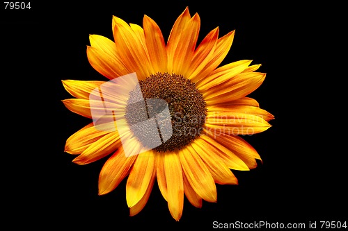 Image of sunflower rusted over black