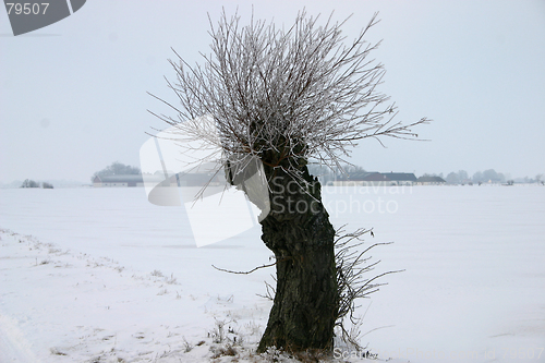 Image of pile tree in sweden