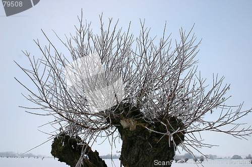 Image of pile tree in sweden