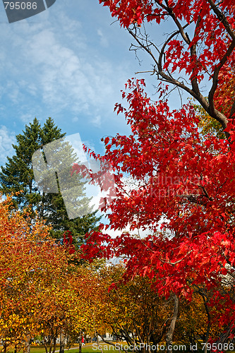 Image of Colorful fall