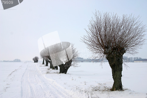 Image of pile tree in sweden