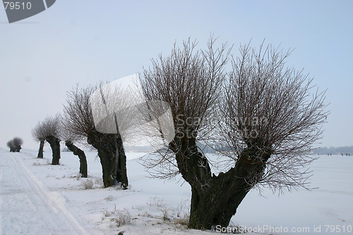 Image of pile tree in sweden