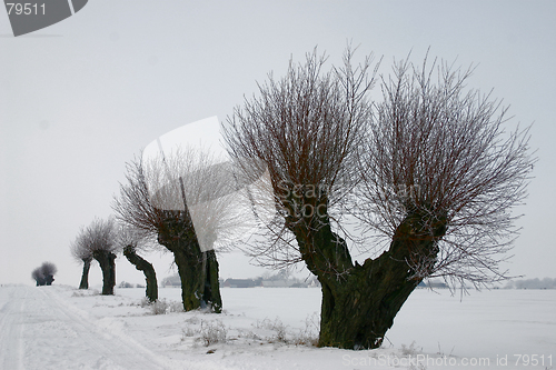 Image of pile tree  in sweden