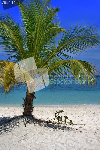 Image of Palm tree