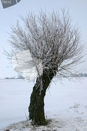 Image of pile tree in sweden