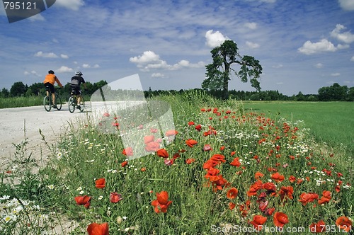 Image of Training of bicyclists on beautiful road with a blossoming poppy