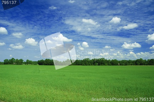 Image of green field