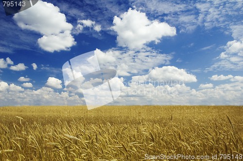 Image of golden corn and blue sky