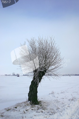 Image of winter tree