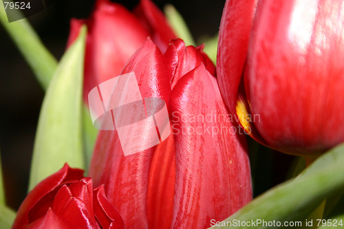 Image of tulips