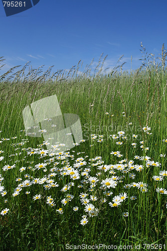 Image of Daisys.