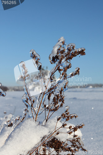 Image of Winter flora