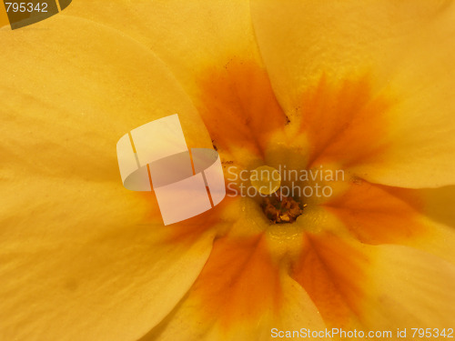 Image of primrose