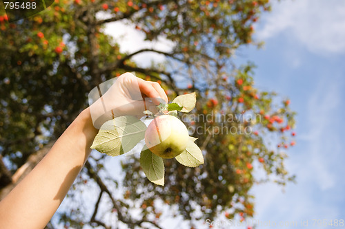 Image of Hand holding an apple