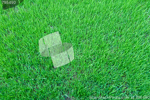 Image of Grass background