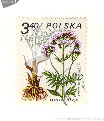 Image of polish stamp