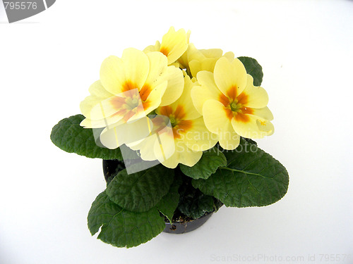 Image of primrose