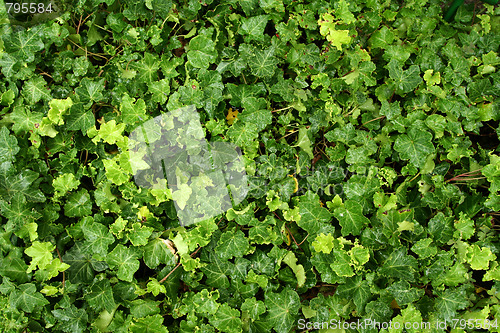 Image of Ivy