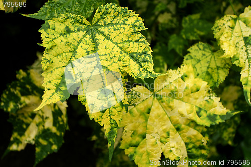 Image of Leaves