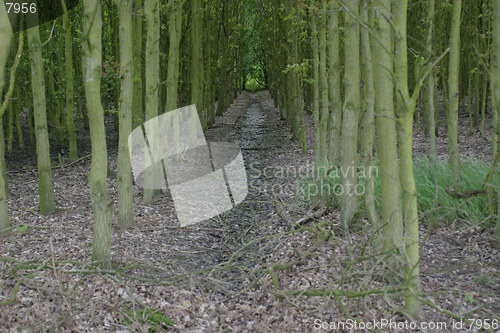 Image of Lined up trees