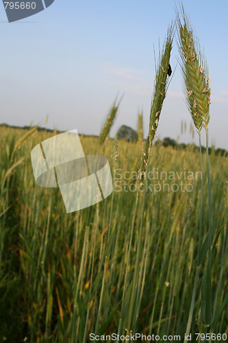 Image of Green rye