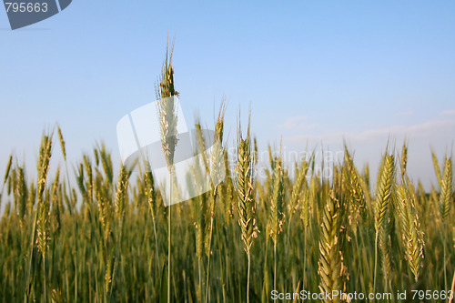 Image of Green rye