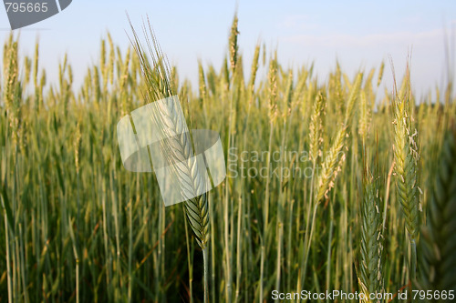 Image of Green rye