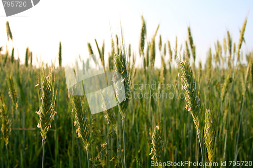 Image of Green rye