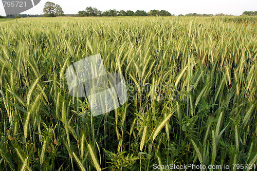 Image of Green rye