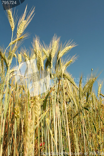 Image of Corn