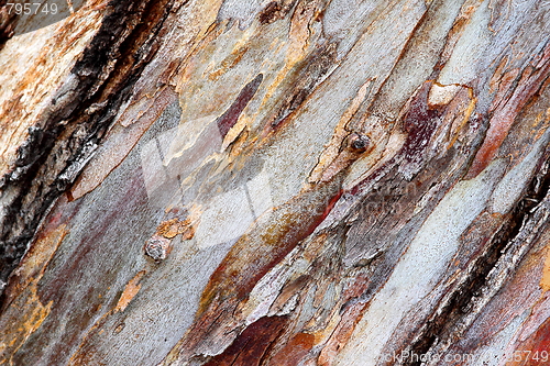 Image of bark eucalyptus