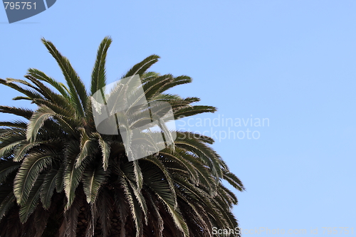 Image of palm tree