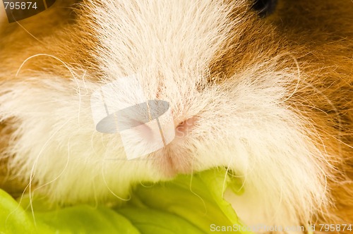 Image of guinea pig isolated on the white background