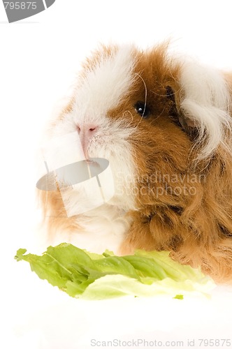 Image of guinea pig isolated on the white background