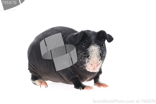 Image of skinny guinea pig isolated on the white background