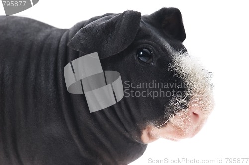 Image of skinny guinea pig isolated on the white background